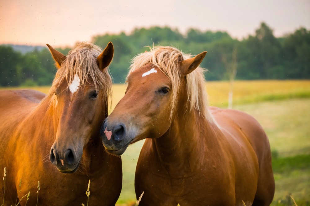 Governor Hochul Signs Law Protecting New York Horses from Slaughter: An End to Inhumane Practices