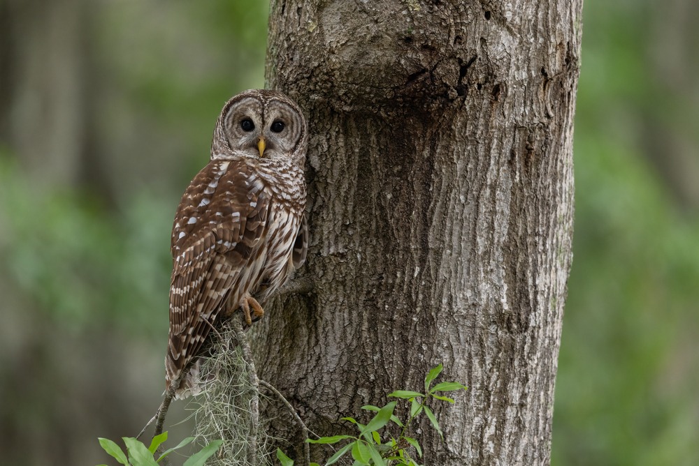 Controversy Emerges Over Barred Owl Elimination Plan to Save Spotted Owls