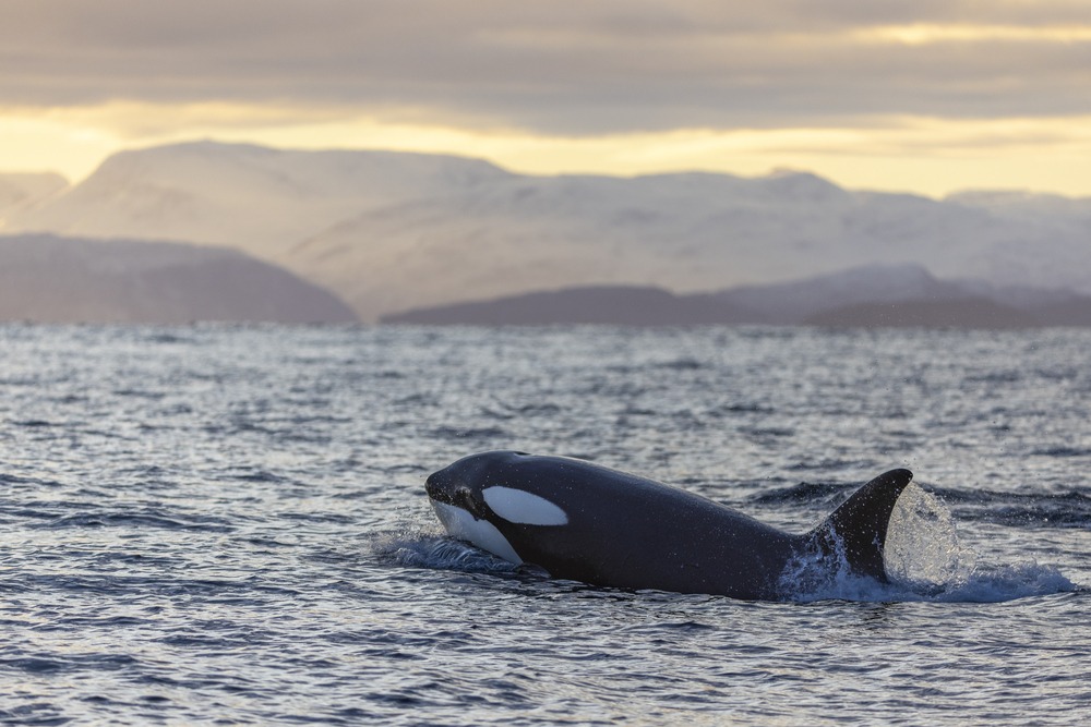 2023: A Year of Notorious Orca Behavior Unveiled”