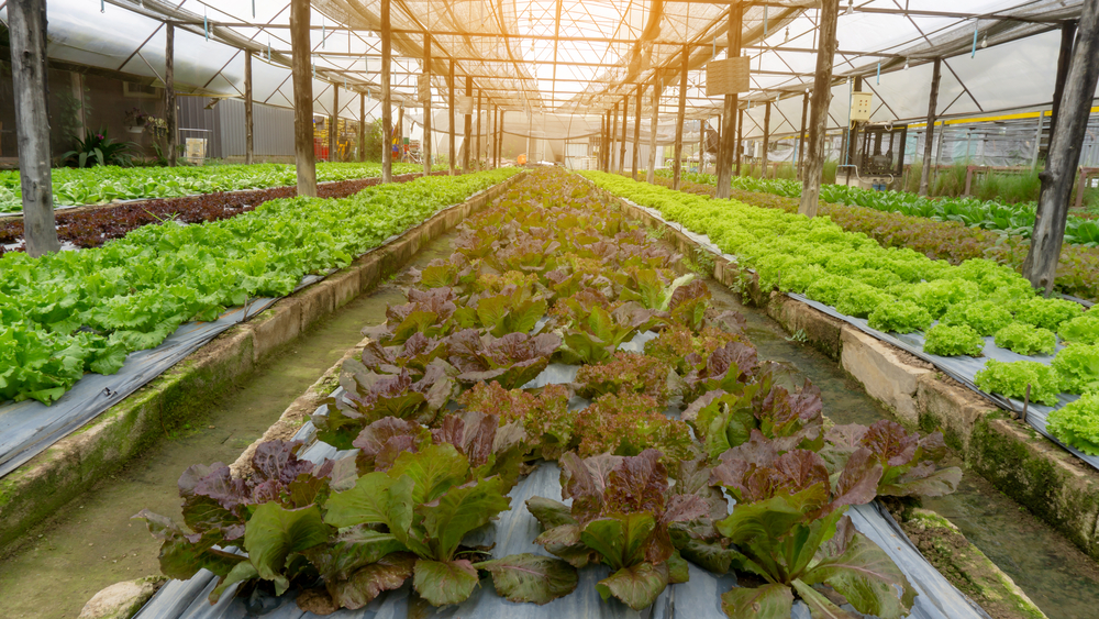 Safeguarding Our Food Future: Balancing Productivity and Sustainability