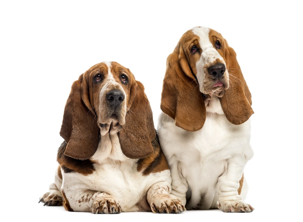 Heartwarming Reunion: Senior Basset Hound Shares Perfect Moment with Old Friend